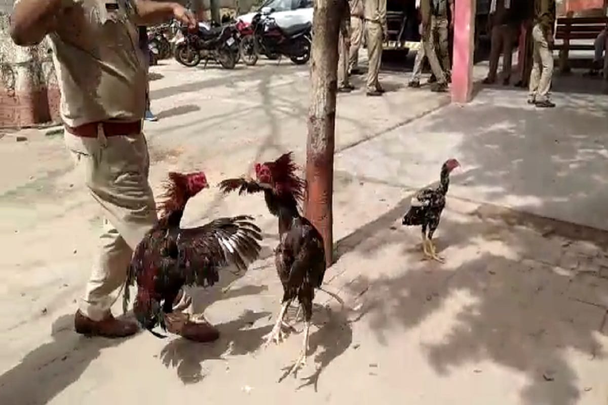 UP News: 40 accused arrested in hens and cocks fight case in baghpat