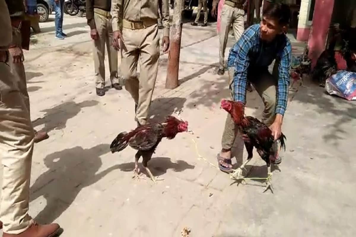 UP News: 40 accused arrested in hens and cocks fight case in baghpat