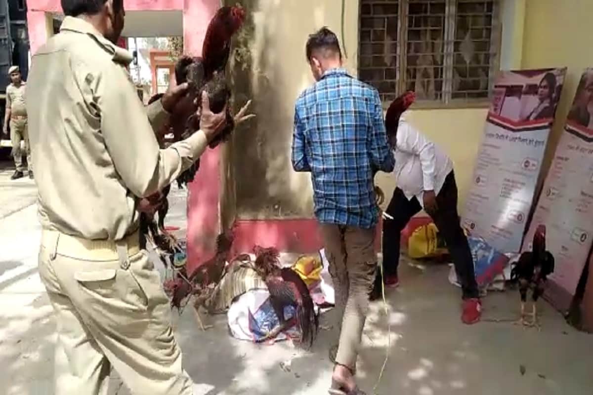 UP News: 40 accused arrested in hens and cocks fight case in baghpat