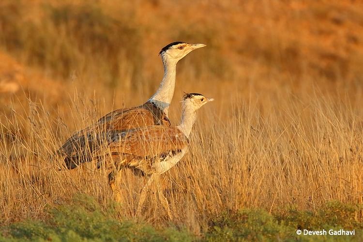 interesting-facts-about-great-indian-bustard-know-about-this-indian