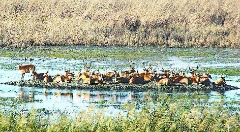 DNA profile of Dudhwa's reindeer will be made