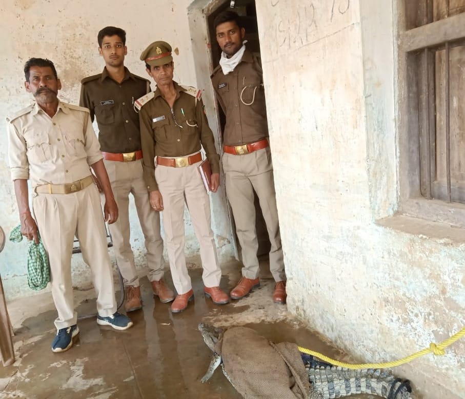 Five feet tall crocodile found in Gahila village
