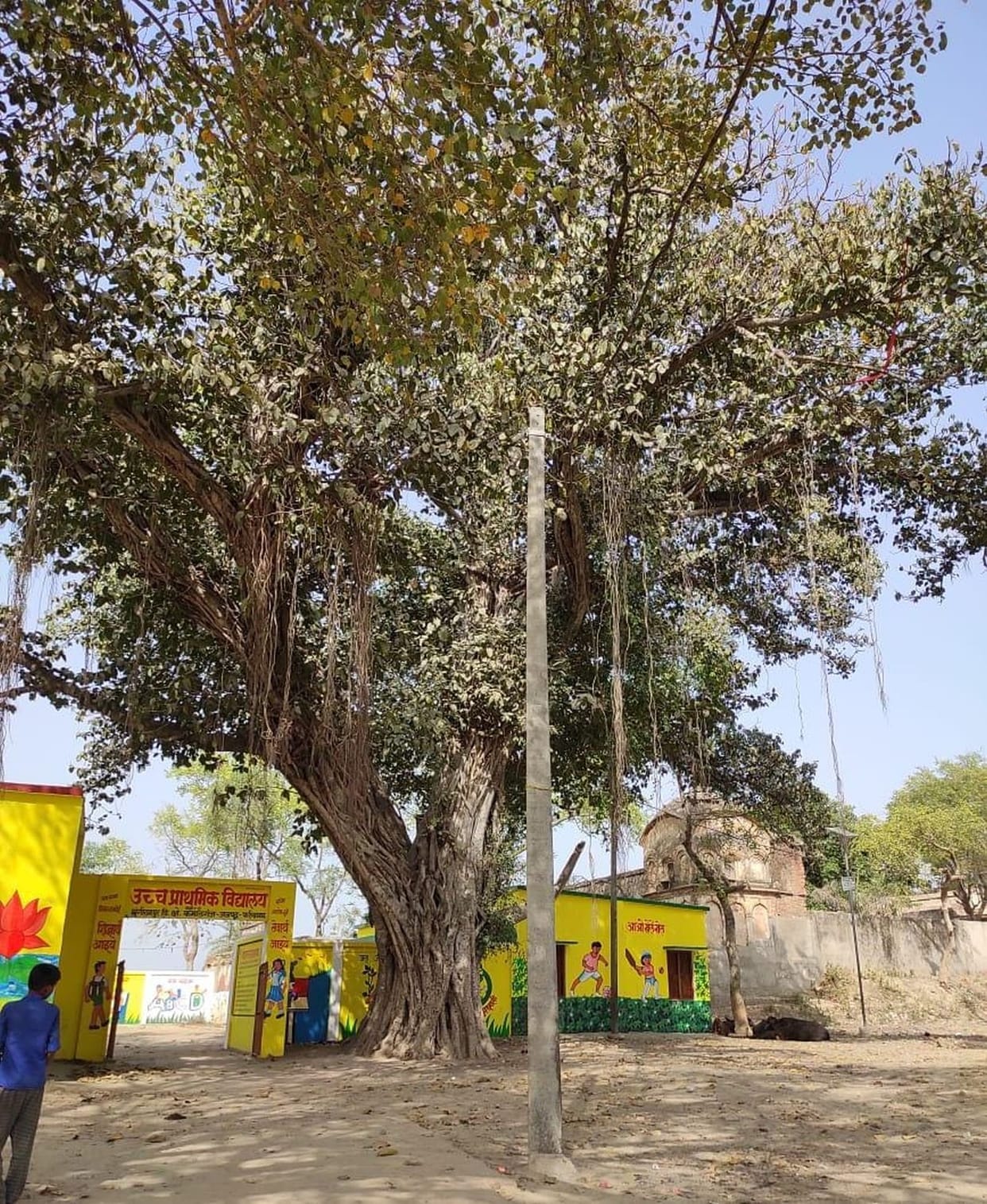 Government will handle its four 'heritage trees'