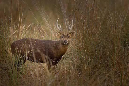 Hog deer of extinct species seen for the first time in Rajaji Reserve Uttarakhand news in hindi