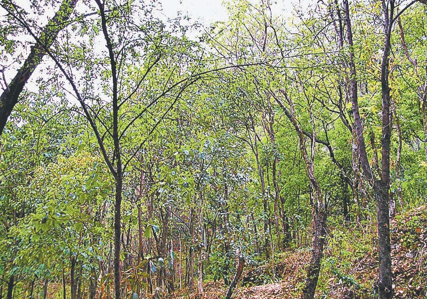 Smugglers cut sandalwood tree