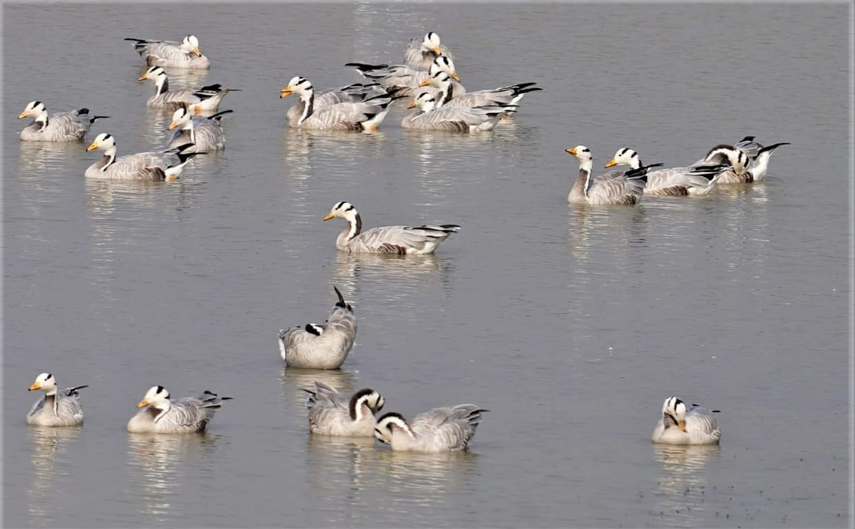 View of Hyderpur Wetland with bicycle safari