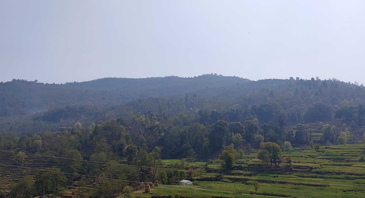 Do not make road but leave the trees