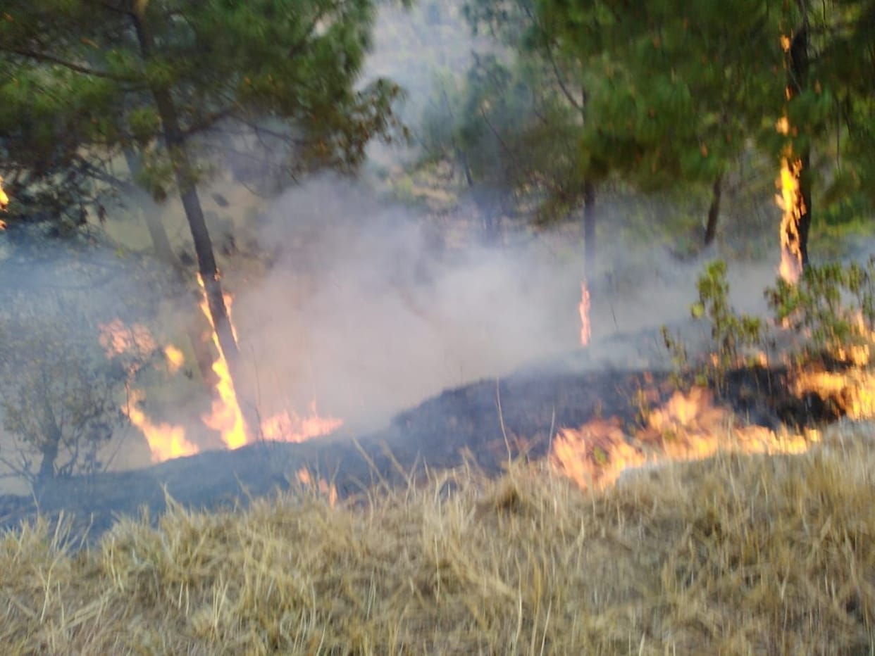 The forests of the village of Goldsmith opened in Barakot