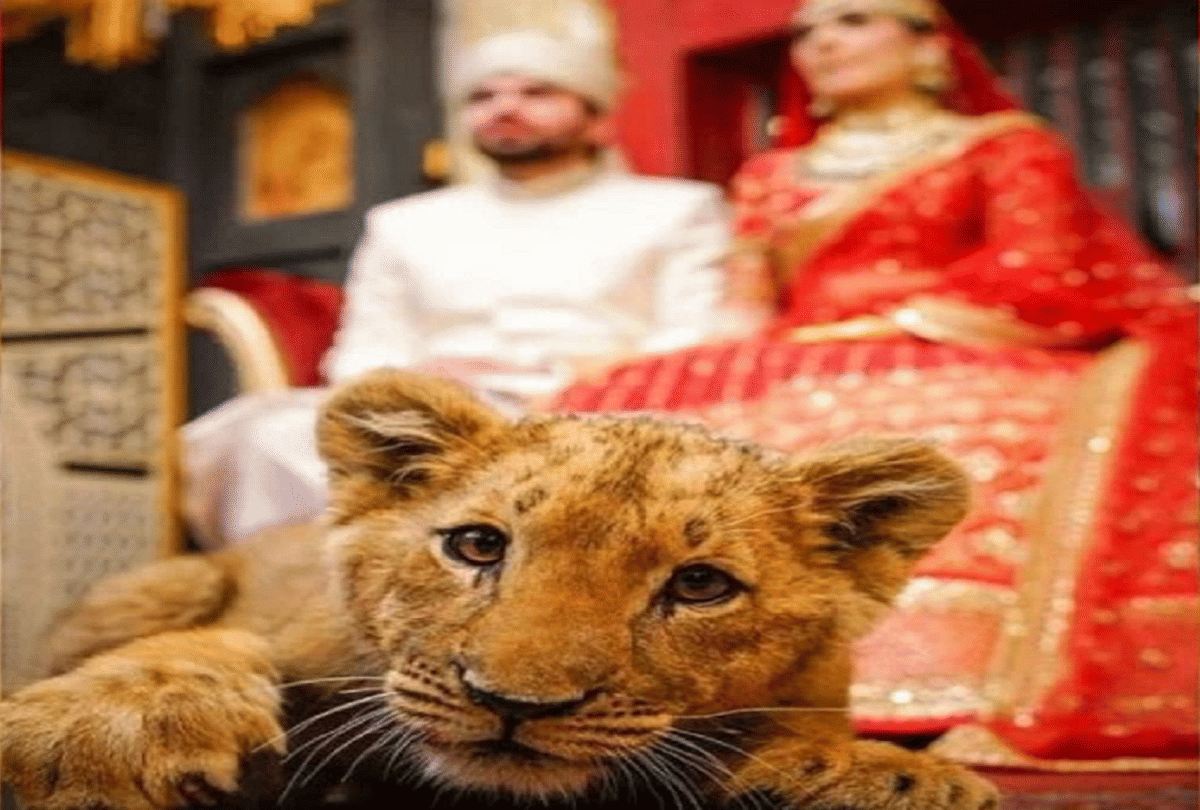 pakistani couple use lion cub as a prop during wedding photoshoot video goes viral