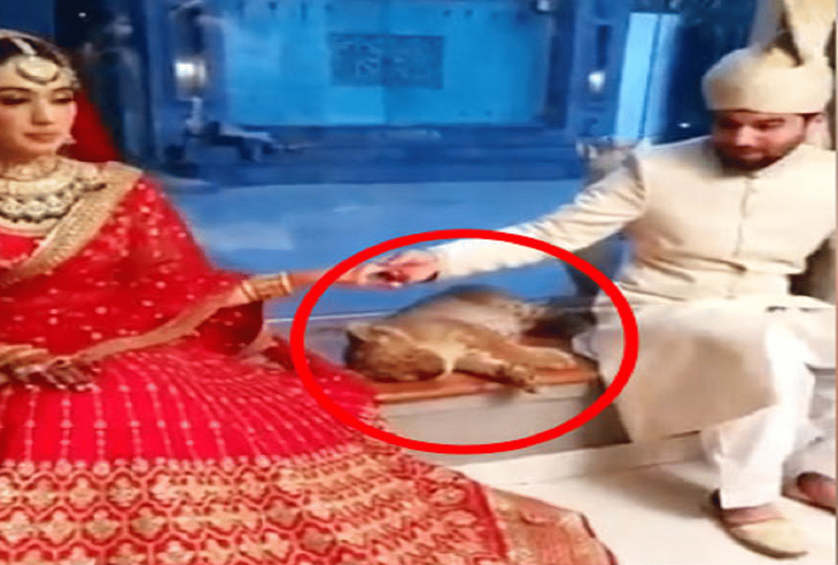 pakistani couple use lion cub as a prop during wedding photoshoot video goes viral