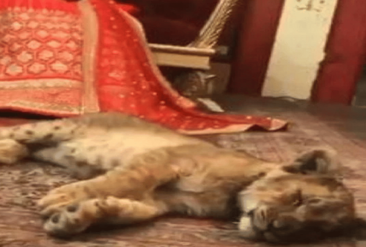 pakistani couple use lion cub as a prop during wedding photoshoot video goes viral
