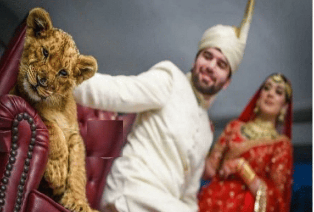 pakistani couple use lion cub as a prop during wedding photoshoot video goes viral