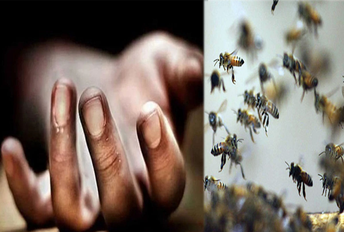 One died and three injured by bee attack