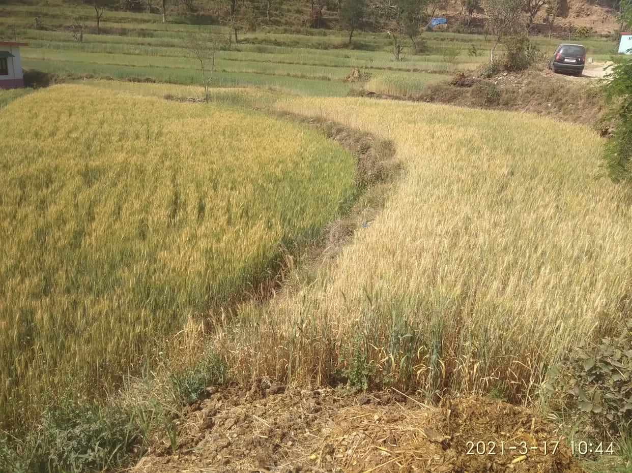 wheat crop damaged due to no rain
