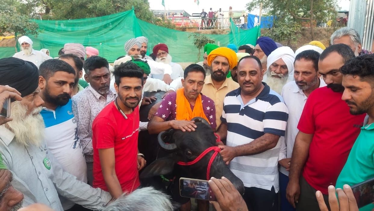 Farmers buy buffalo of one lakh Murrah breed, there will be no shortage of milk