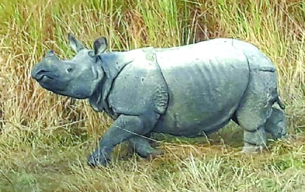 Rhinoceros Rehabilitation Scheme Phase Two brings joy to Himangani's house