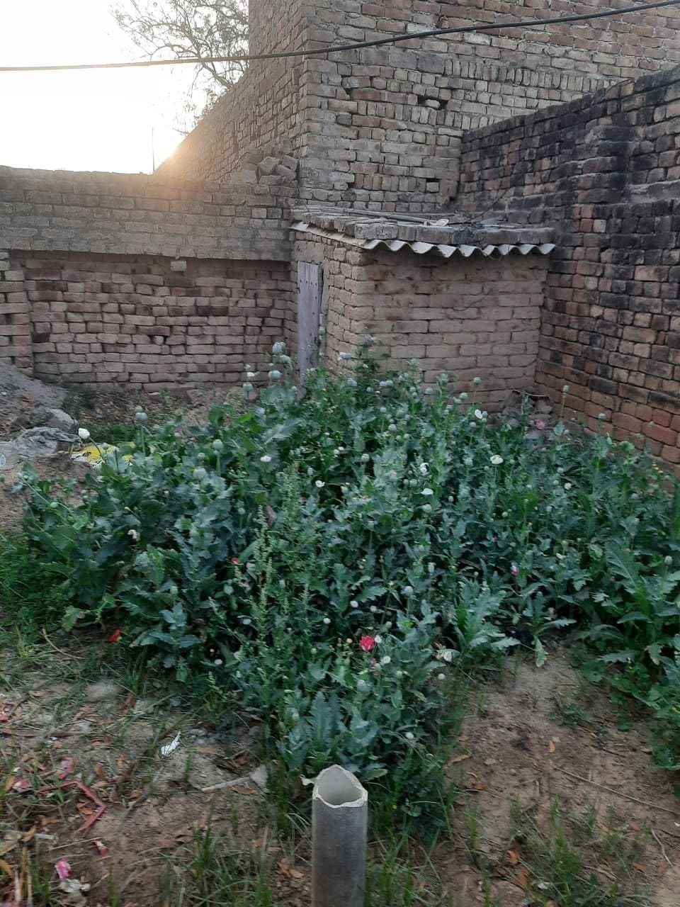 The poppy planter arrested in the plot