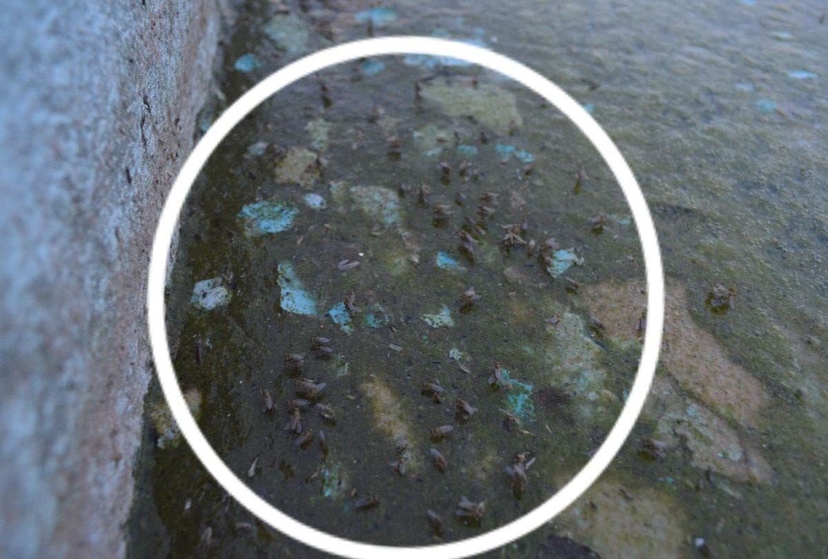 Dirty Canal And Central Tank Fiuntains Water Of Taj Mahal