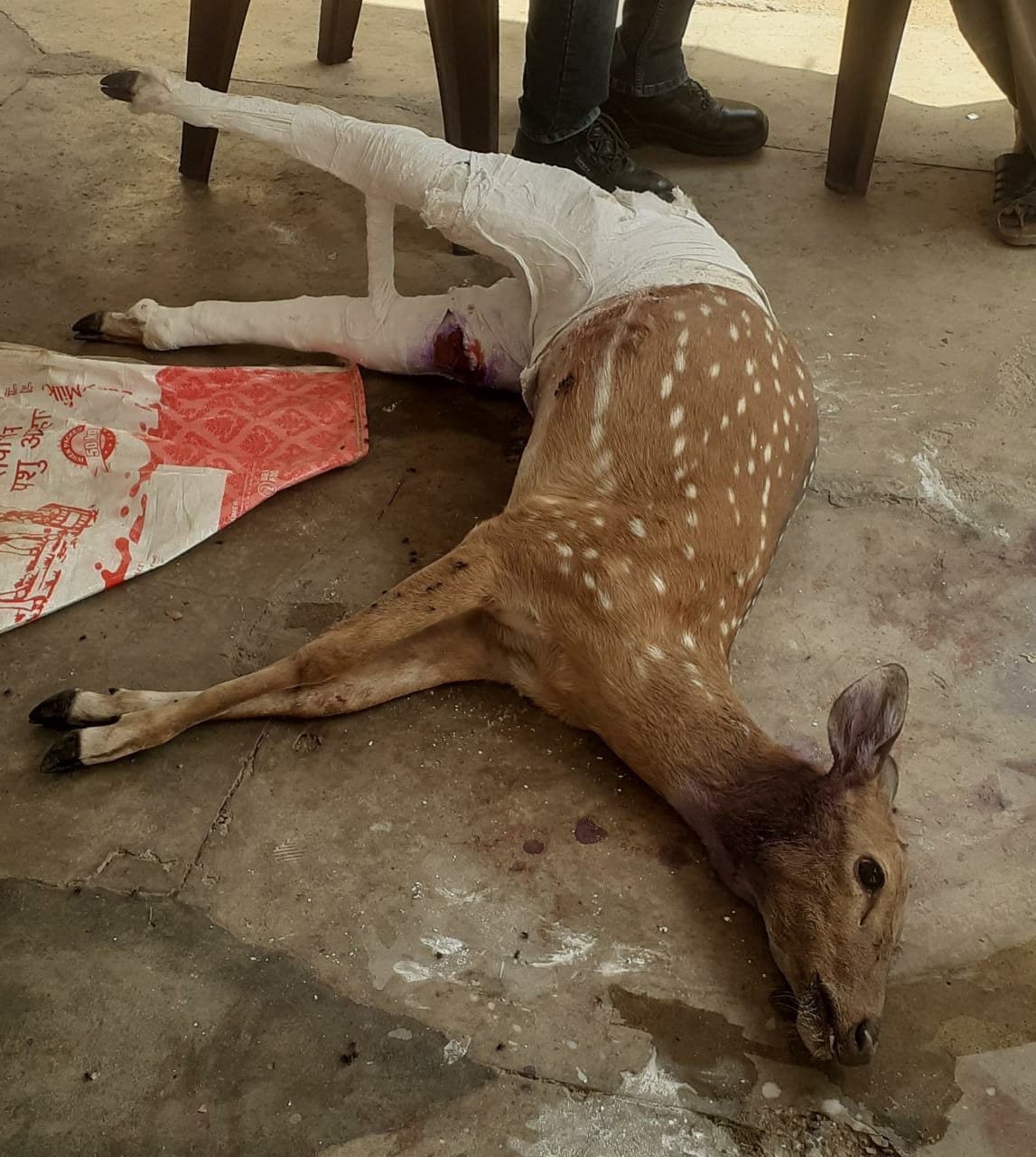 Chital died during treatment in sonbhadra
