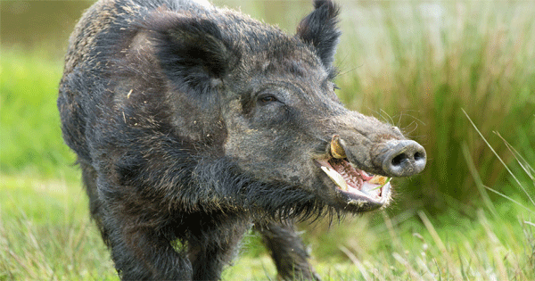 Eight injured by wild pig attack in Sonbhadra