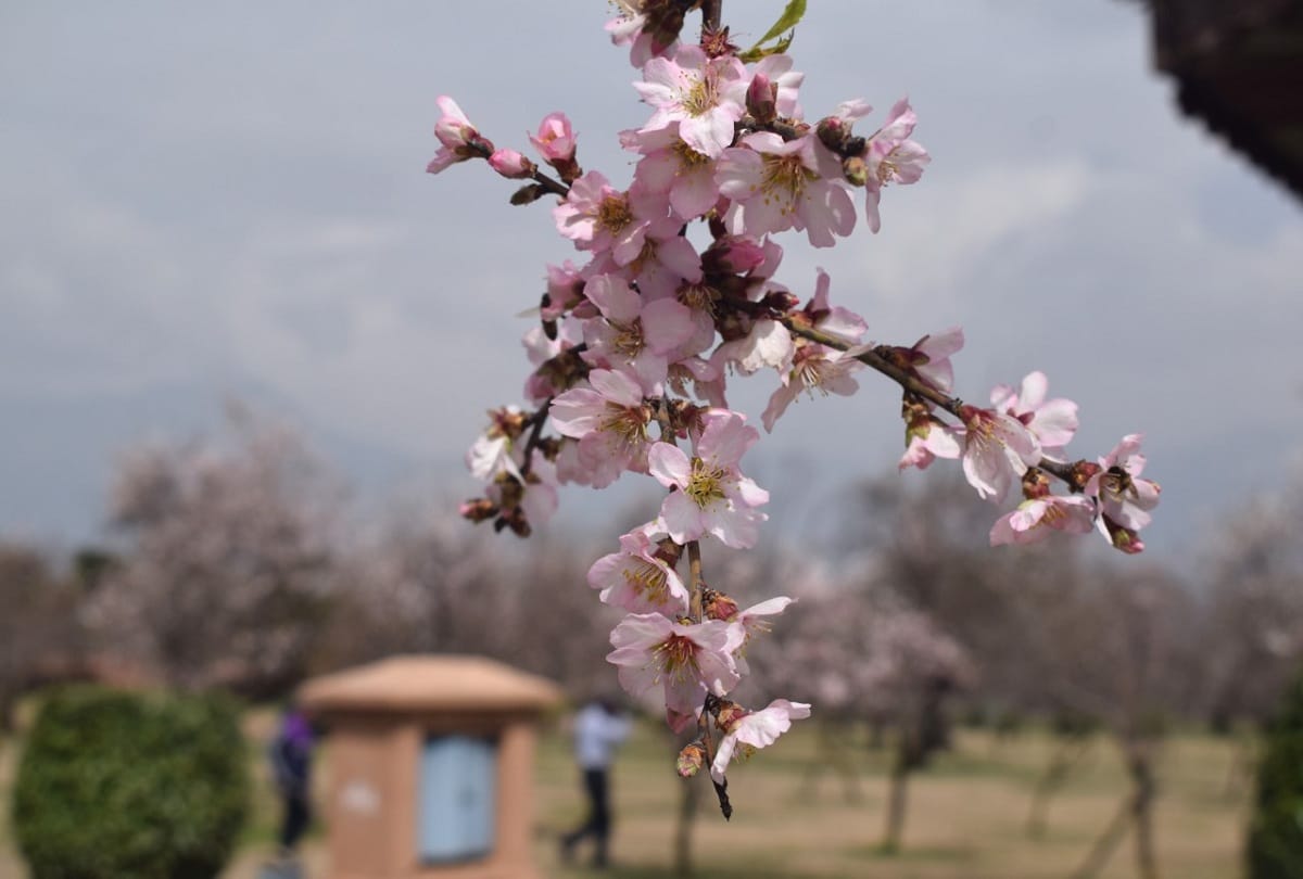 almond garden in badamwari in full bloom in jammu kashmir