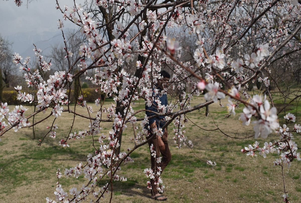almond garden in badamwari in full bloom in jammu kashmir