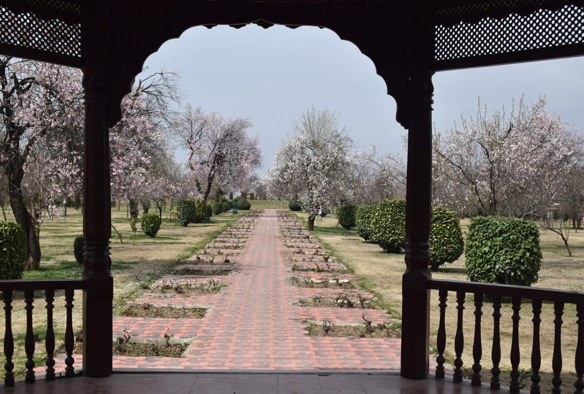 almond garden in badamwari in full bloom in jammu kashmir