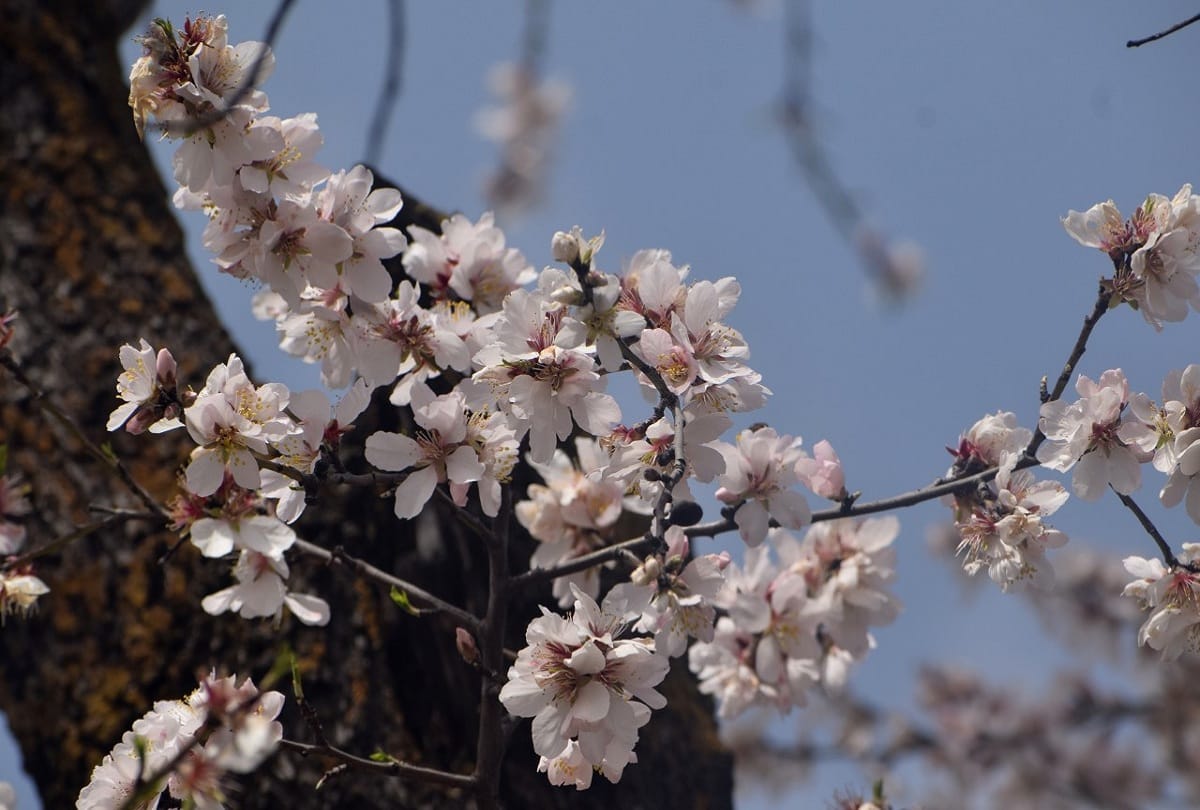 almond garden in badamwari in full bloom in jammu kashmir