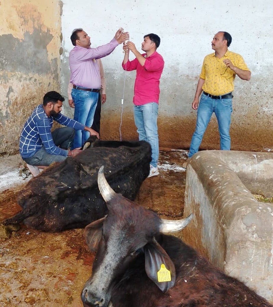 Two more cattle killed in animal protection center