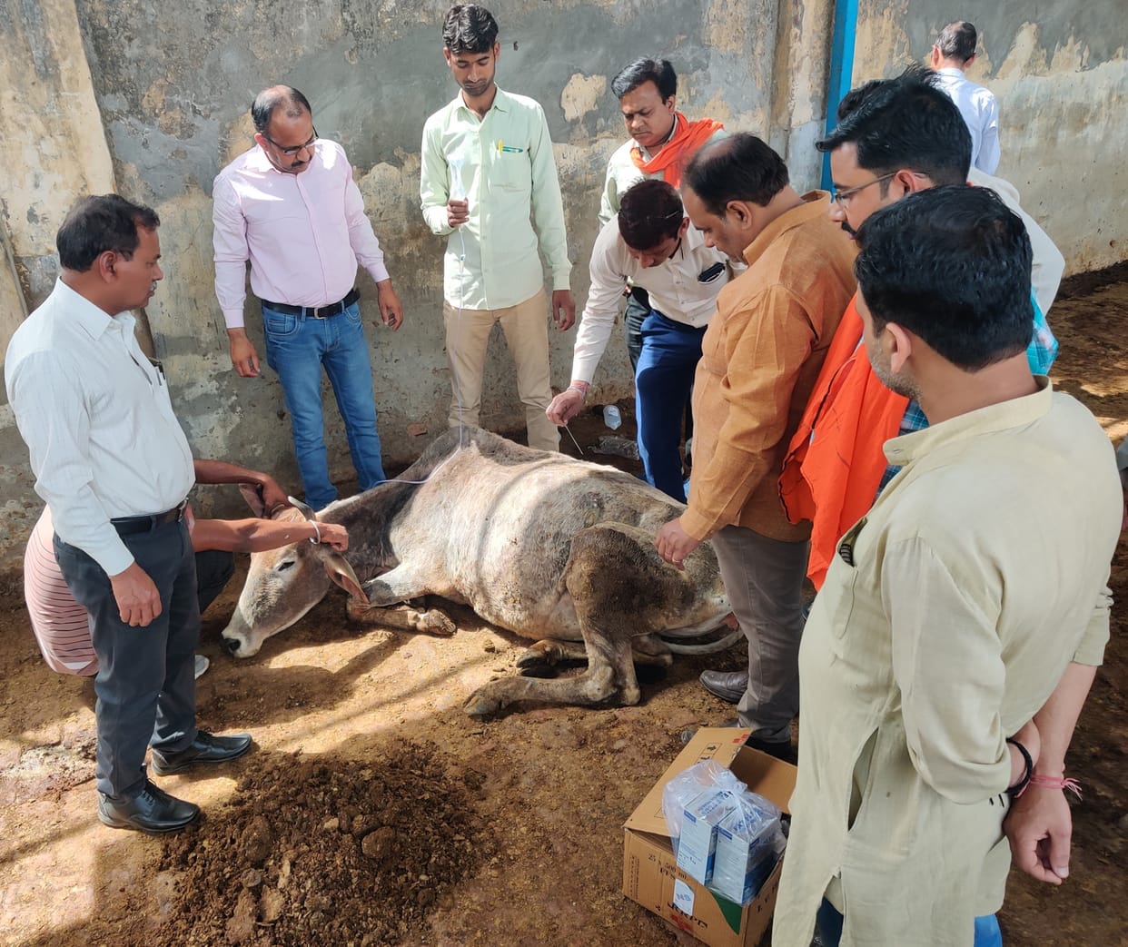 Four cows died in animal protection center, many in critical condition