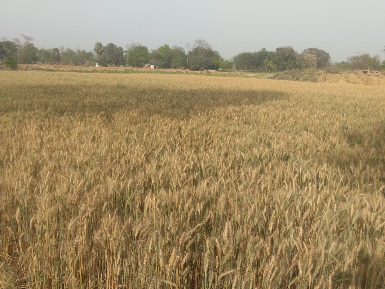 Wheat yield may fall due to mercury uptake