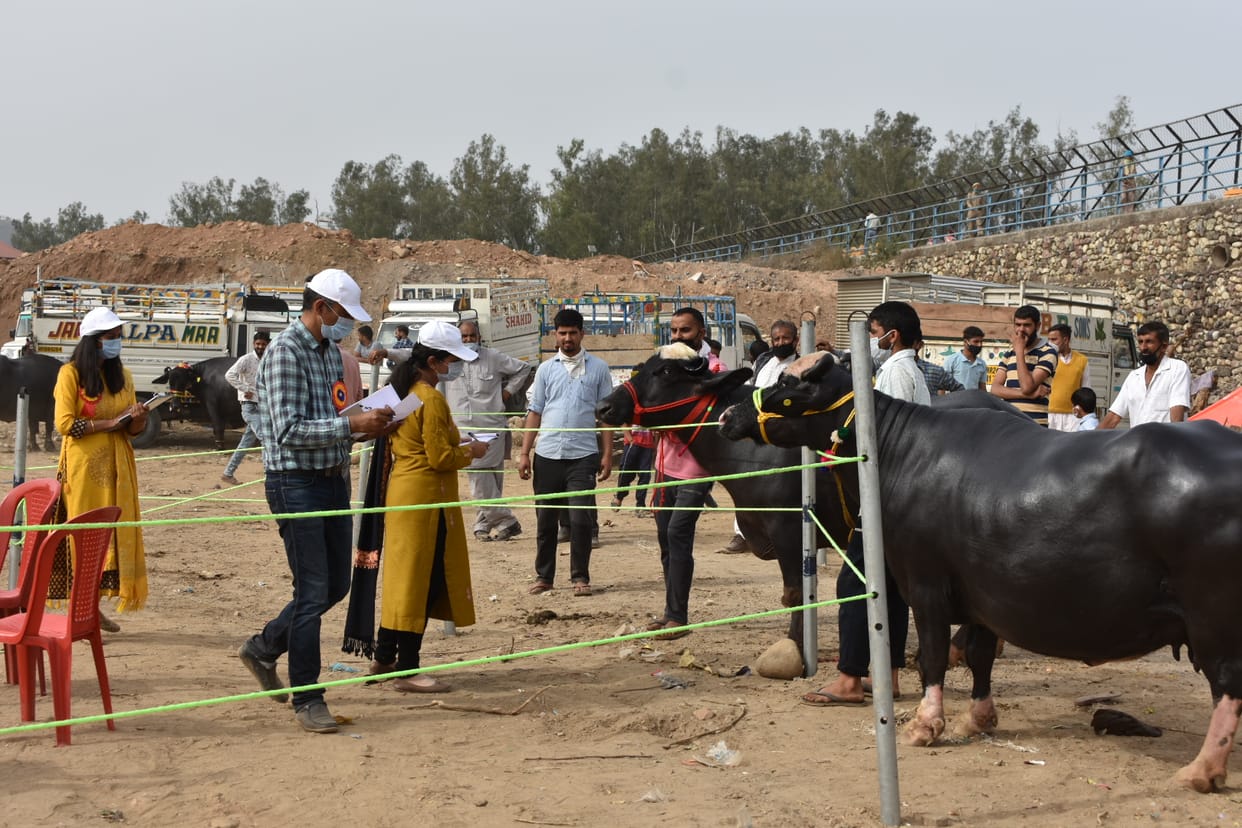 The white colored Jarsi cow became the center of attraction of the people in the cattle fair , bilaspur news