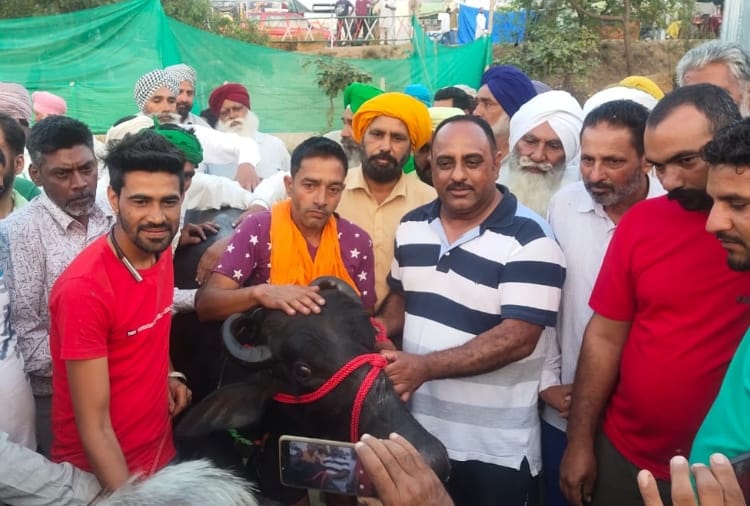 Farmers Bought murrah buffalo for milk supply at Tikri Border of Haryana