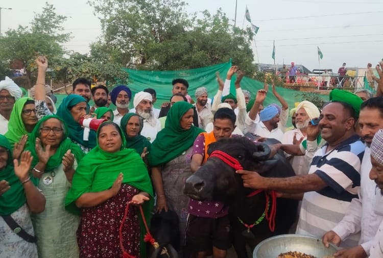 Farmers Bought murrah buffalo for milk supply at Tikri Border of Haryana