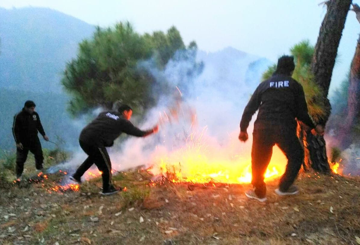 Great damage to forest wealth due to heavy fire in the forest