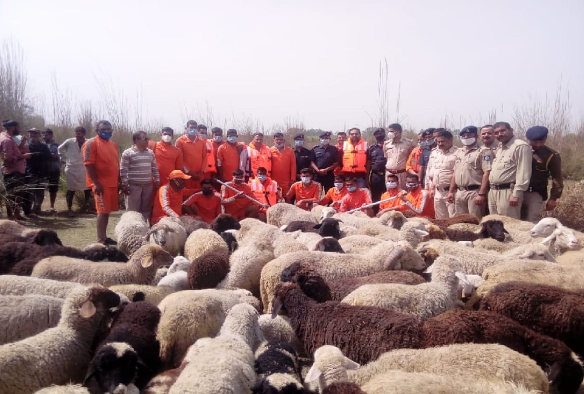 Two shepherd stranded in Beas rescued with 403 sheeps