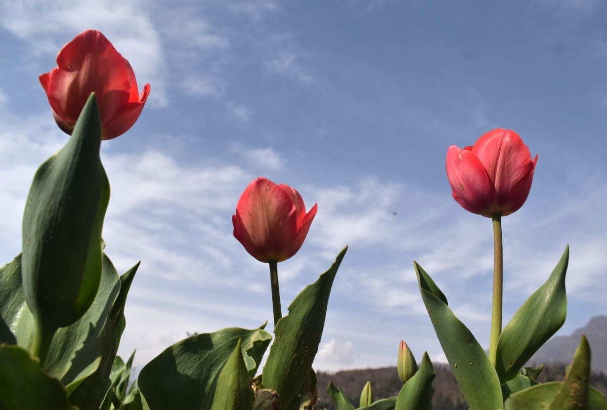 PM Modi appeals people to visit tulip garden srinagar jammu kashmir