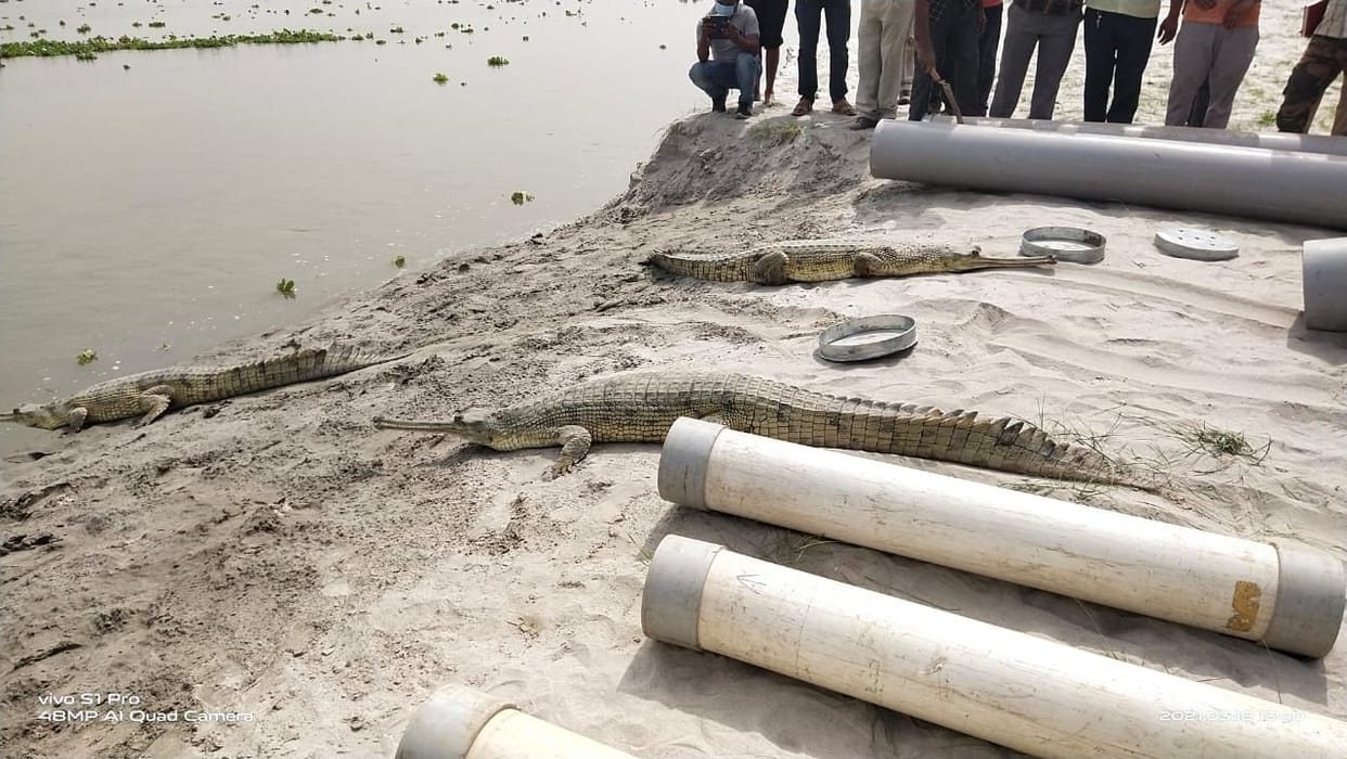 Protected species crocodiles left in Muzaffarnagar Ganga barrage