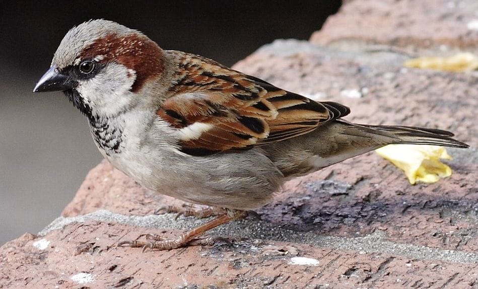 World Sparrow Day: Do not know where the sparrows in the house have gone