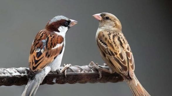 World Sparrow Day: the beloved sparrow missing in the changing environment