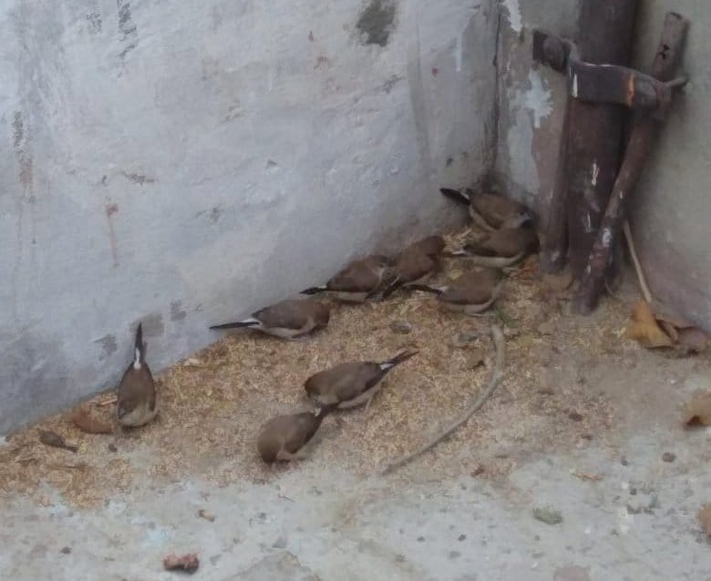How sparrows will be saved, campaigns not run
