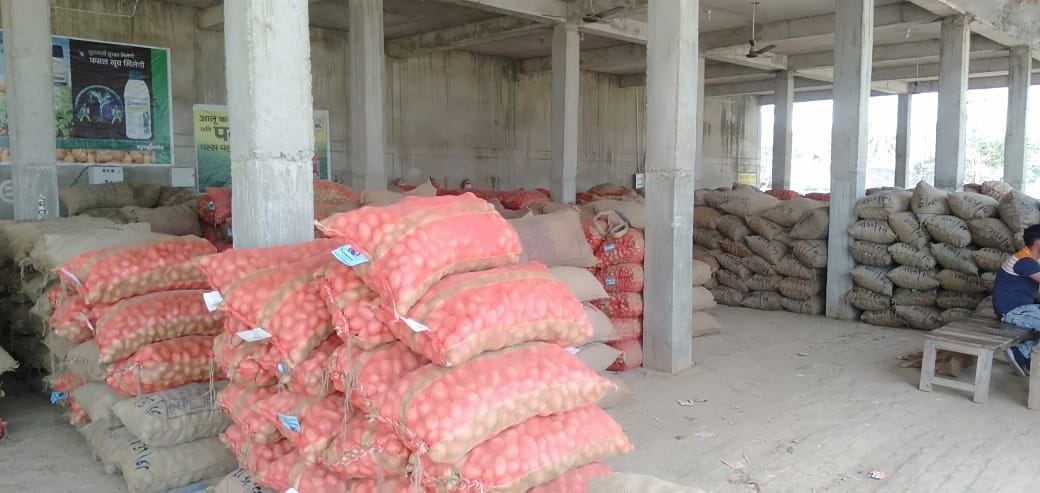 potato farmer worried for storage