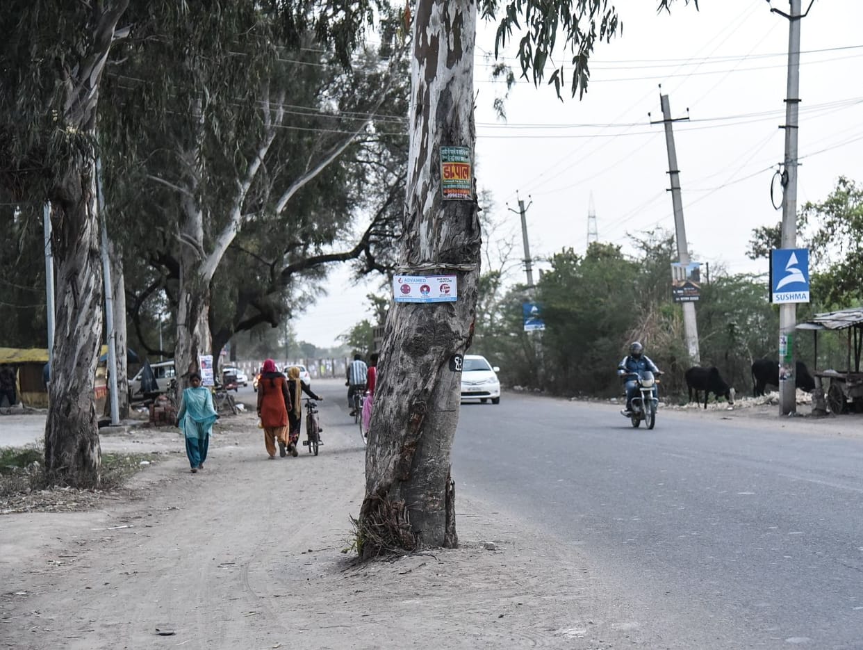 Zirakpur : Trees to be removed from the middle of the road.. drive will be easy