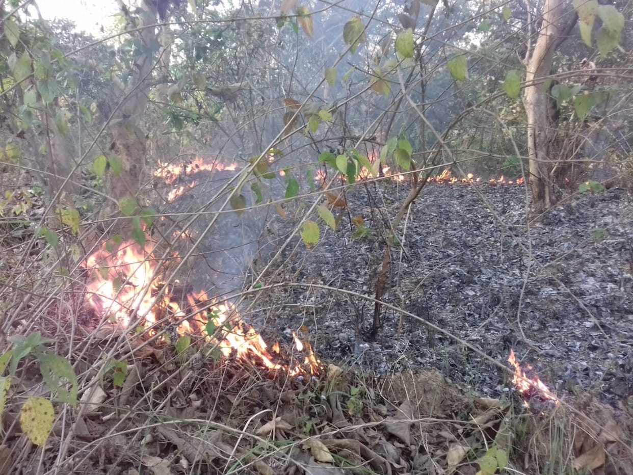 Fire again in Sahuwala forests