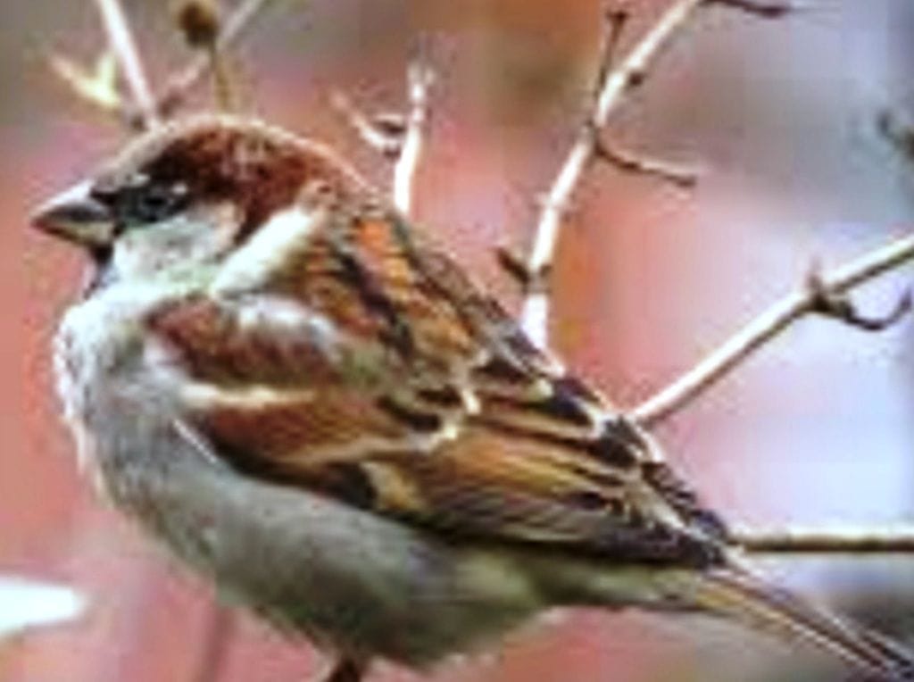 sparrow day 20 march,world sparrow day 20 march,world sparrow day,sparrow day firozabad,sparrow news,wildlife news,wildlife news amarujala,forest department firozabad