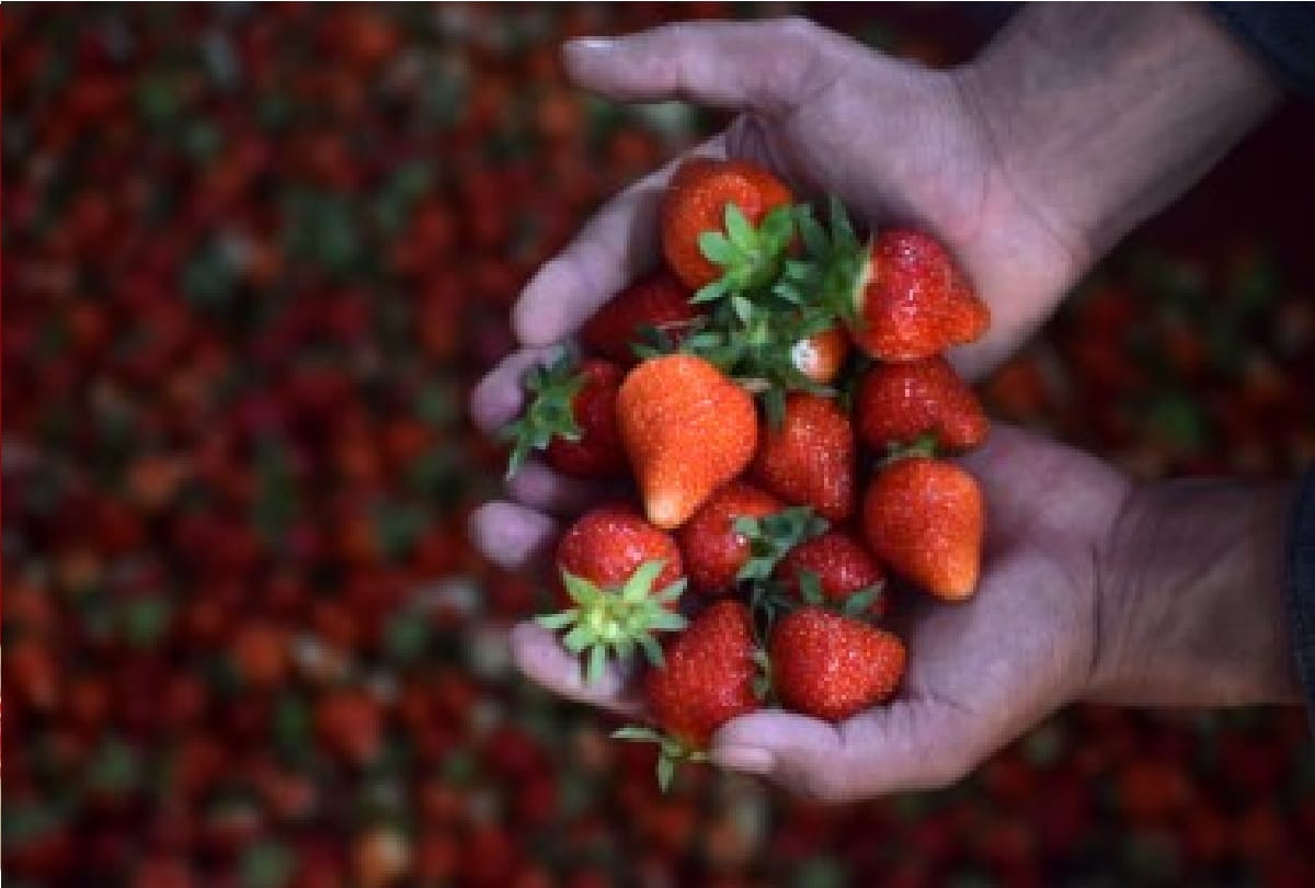 youth of Basohli in Jammu division made different identity with cultivation of strawberries
