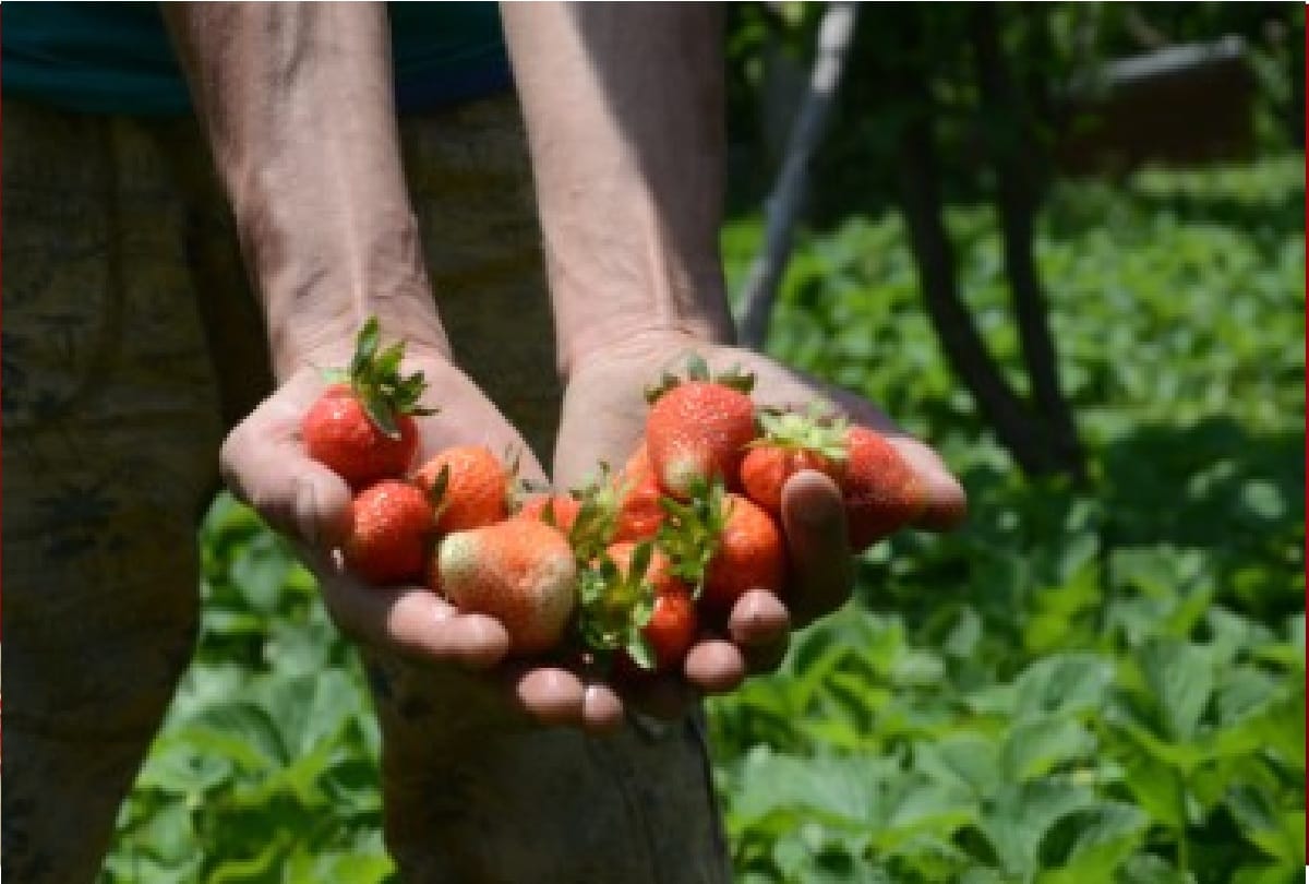youth of Basohli in Jammu division made different identity with cultivation of strawberries