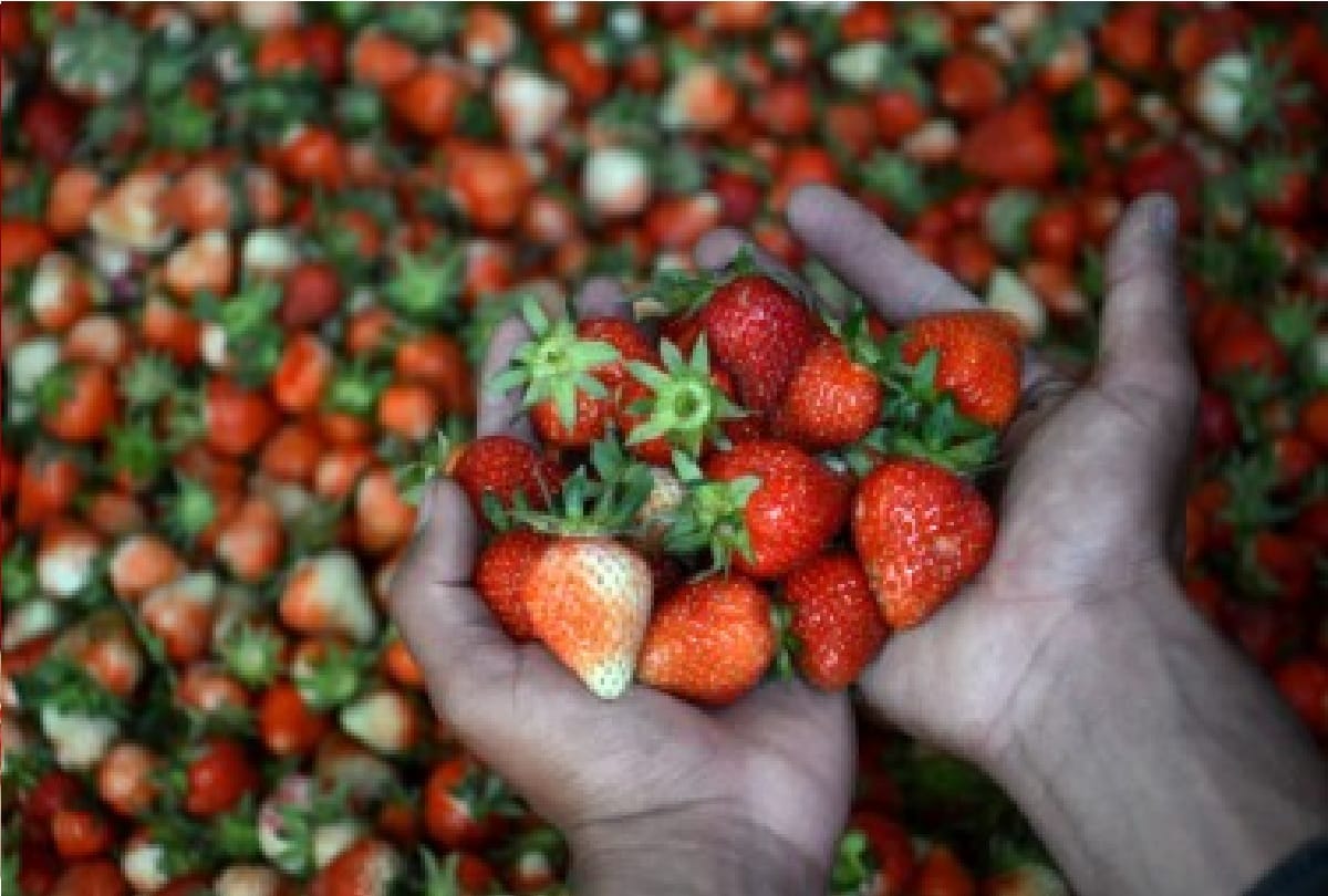 youth of Basohli in Jammu division made different identity with cultivation of strawberries
