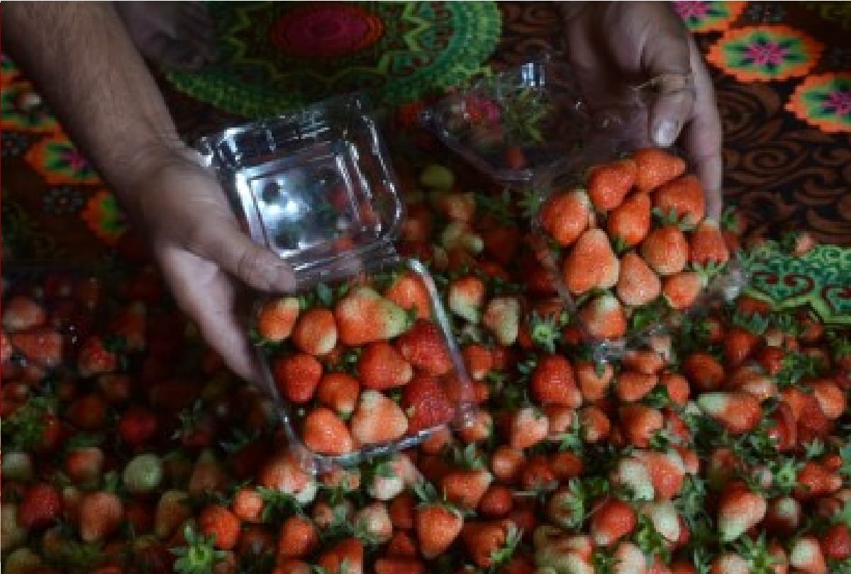 youth of Basohli in Jammu division made different identity with cultivation of strawberries