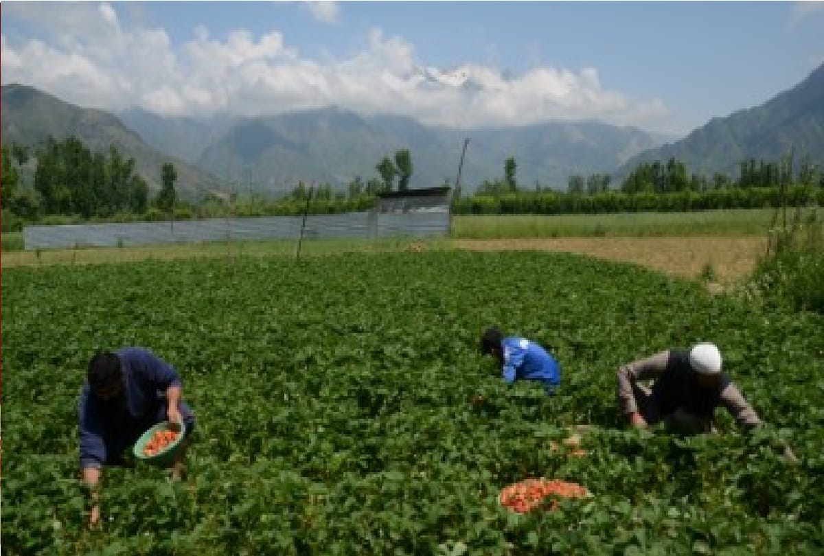 youth of Basohli in Jammu division made different identity with cultivation of strawberries